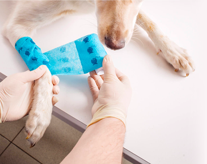 Hospital Veterinário